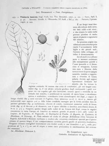 Chaetomiaceae image